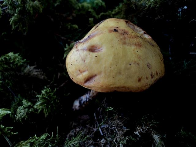 In pecceta a 1600m alt. Trentino orientale