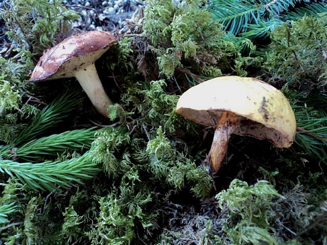 In pecceta a 1600m alt. Trentino orientale