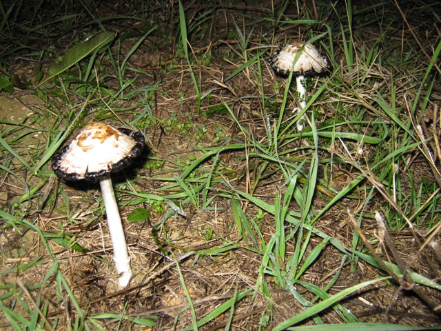 Funghi da determinare