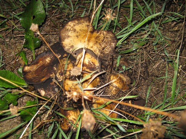 Funghi da determinare