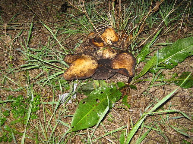 Funghi da determinare