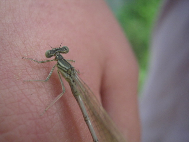 Platycnemis pennipes