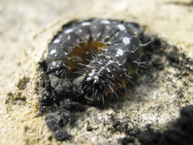 Che cos''? - Nyctobrya (Bryopsis) muralis