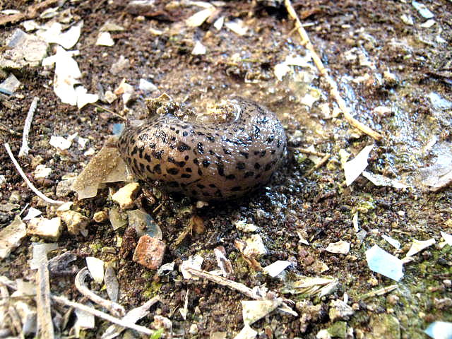 Limax maximus da Montefano (MC)