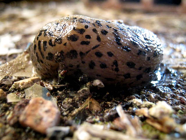 Limax maximus da Montefano (MC)