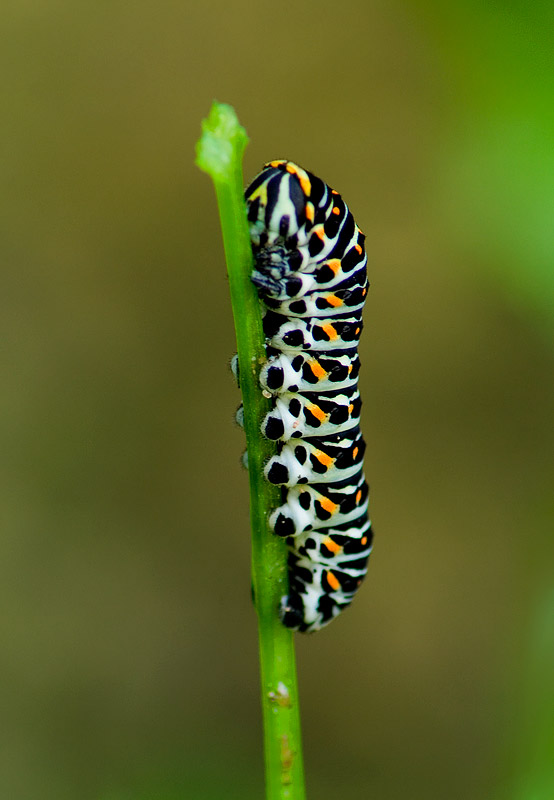 Larva Macaone