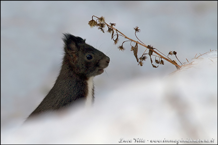 Sciurus vulgaris - Val Roseg (Svizzera)