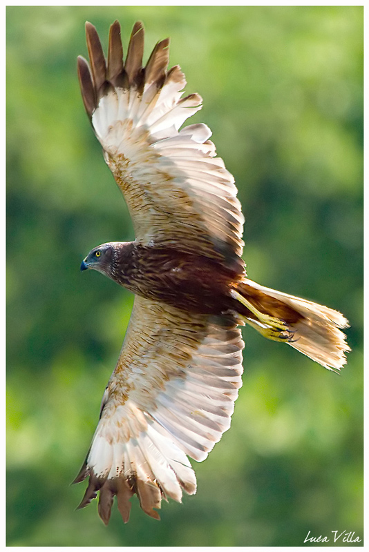 Sfida aerea