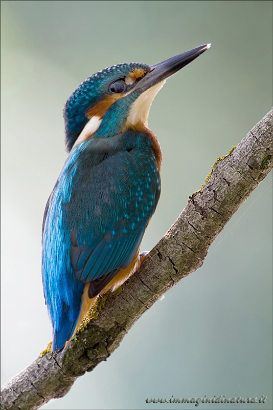 Martino fronte/retro