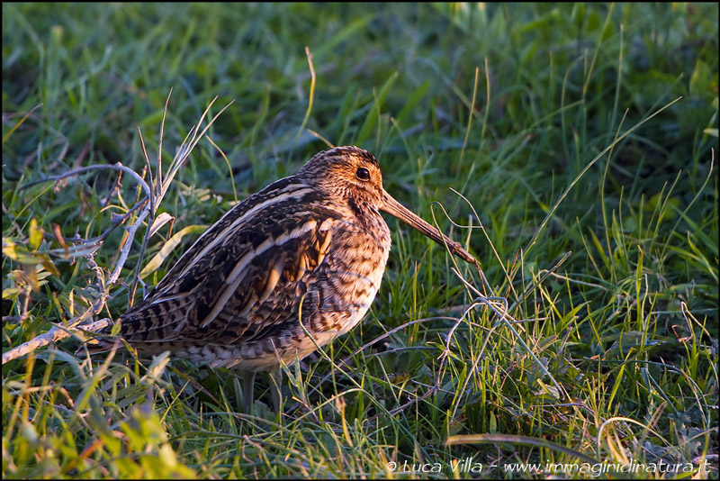Frullino o Beccaccino ? Beccaccino (Gallinago gallinago)