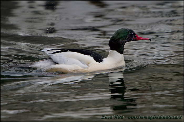 Smergo maggiore - Mergus merganser,