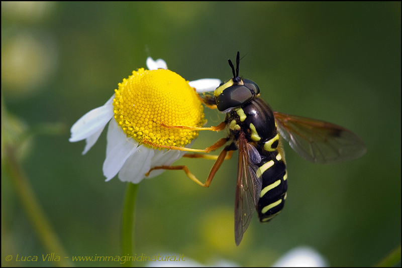 Syrphidae, Chrysotoxum sp. maschio