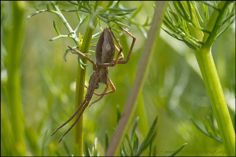 Pisaura sp.