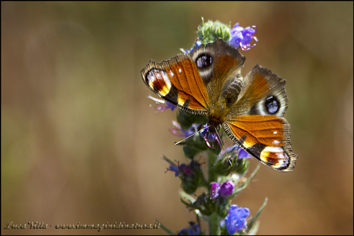 Aglais io, Polygonia C album e Gonepteryx cfr. rhamni