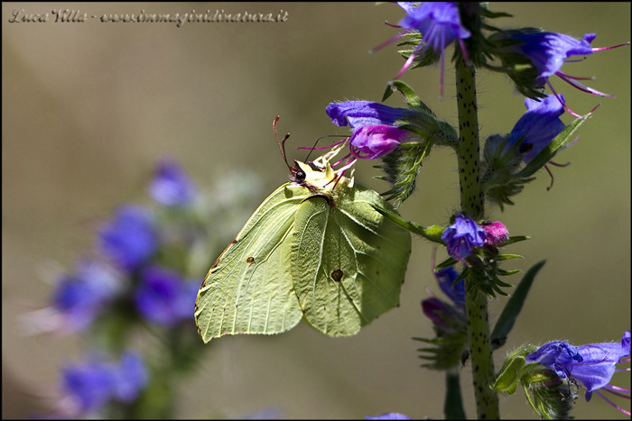 Aglais io, Polygonia C album e Gonepteryx cfr. rhamni