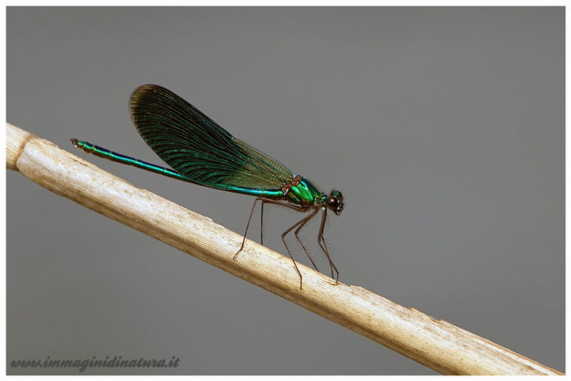 Calopteryx splendens