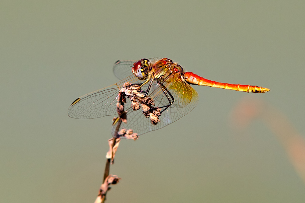 Libellula rossa da identificare - Sympetrum fonscolombii