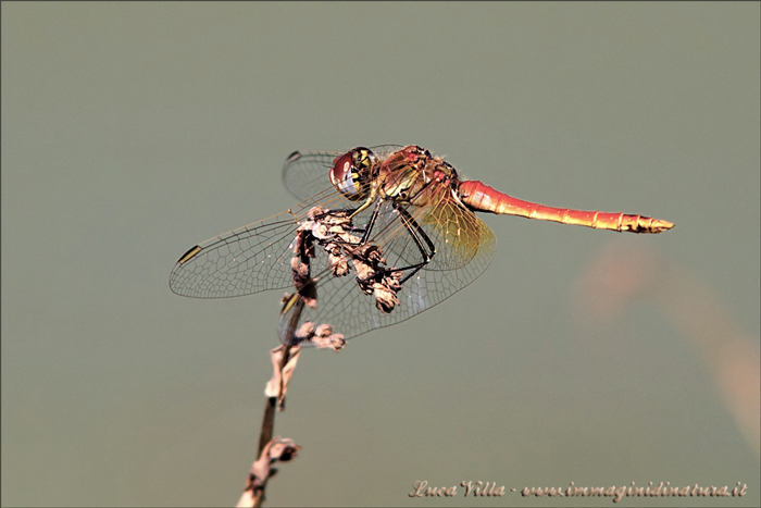 Libellula rossa da identificare - Sympetrum fonscolombii