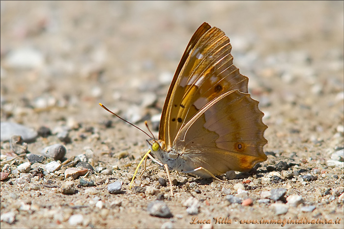 Farfalla da identificare