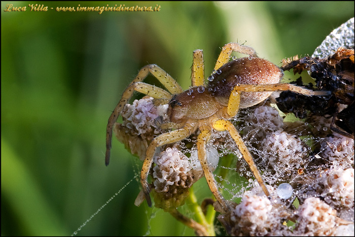 Dolomedes sp.