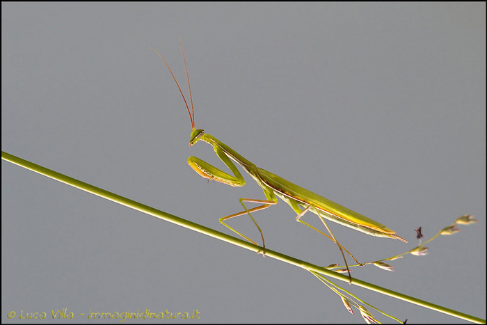 Giovane mantide ?? No. Maschio adulto di Mantis religiosa