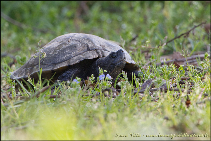 Tartaruga terrestre