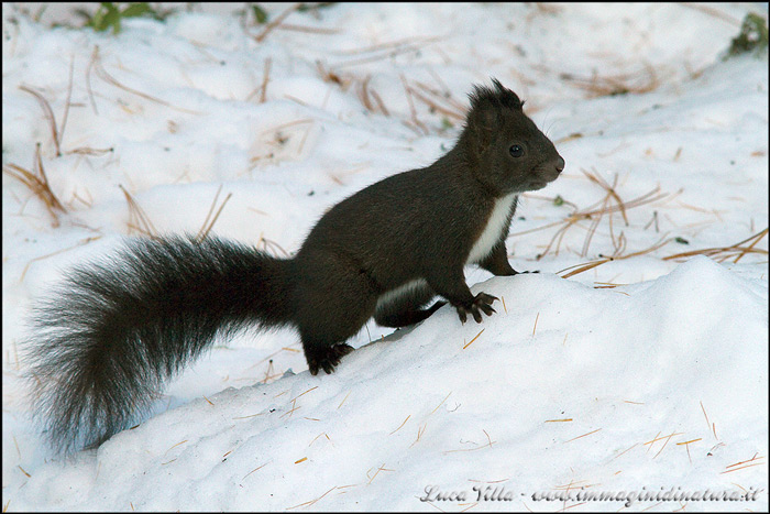 Sciurus vulgaris - Val Roseg (Svizzera)