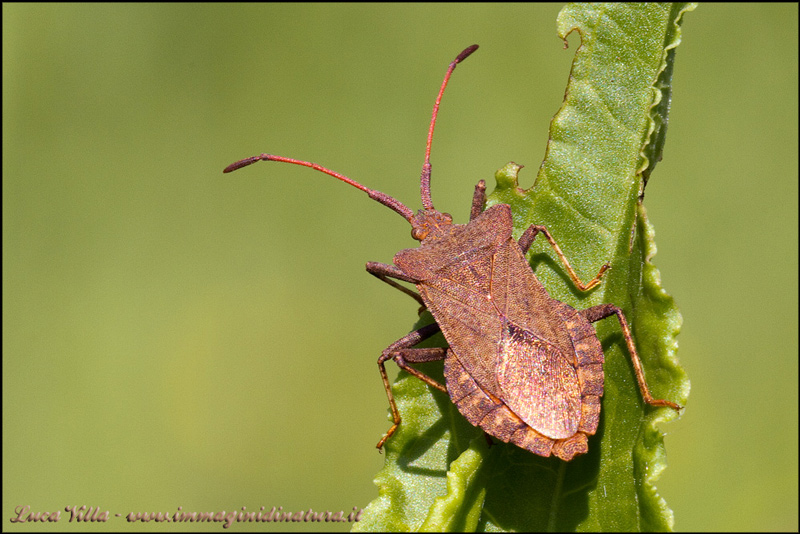 Altra specie da riconoscere: Coreus marginatus