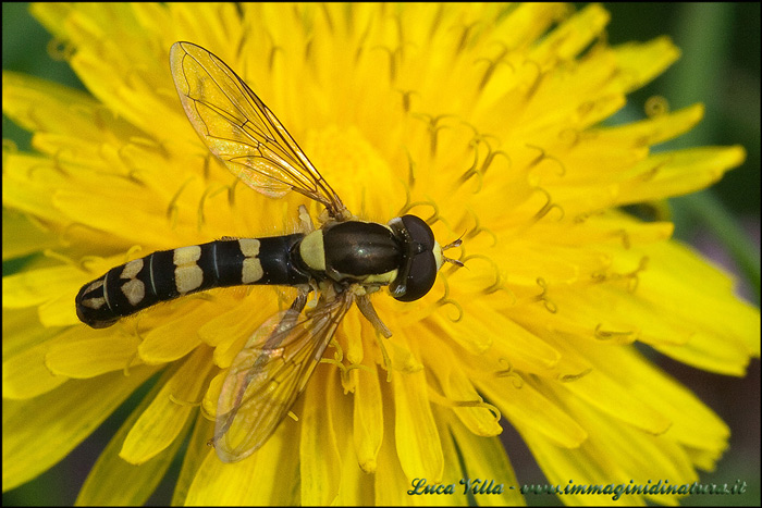 Riconoscimento specie: Sphaerophoria scripta