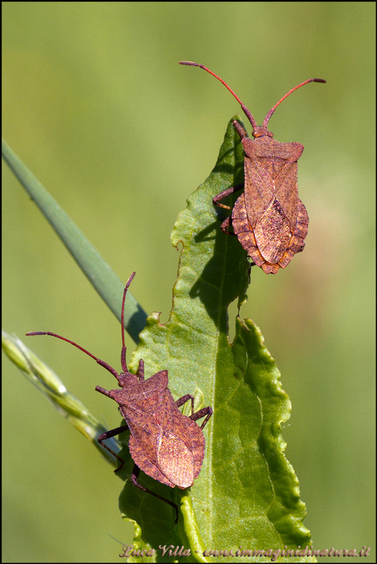 Altra specie da riconoscere: Coreus marginatus