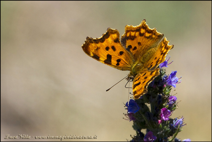 Aglais io, Polygonia C album e Gonepteryx cfr. rhamni