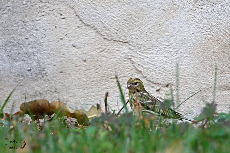 Potrebbe essere un crociere juv?