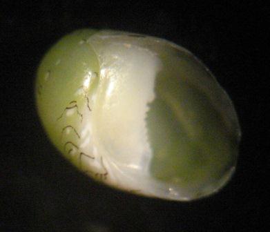 aiuto classificazione?