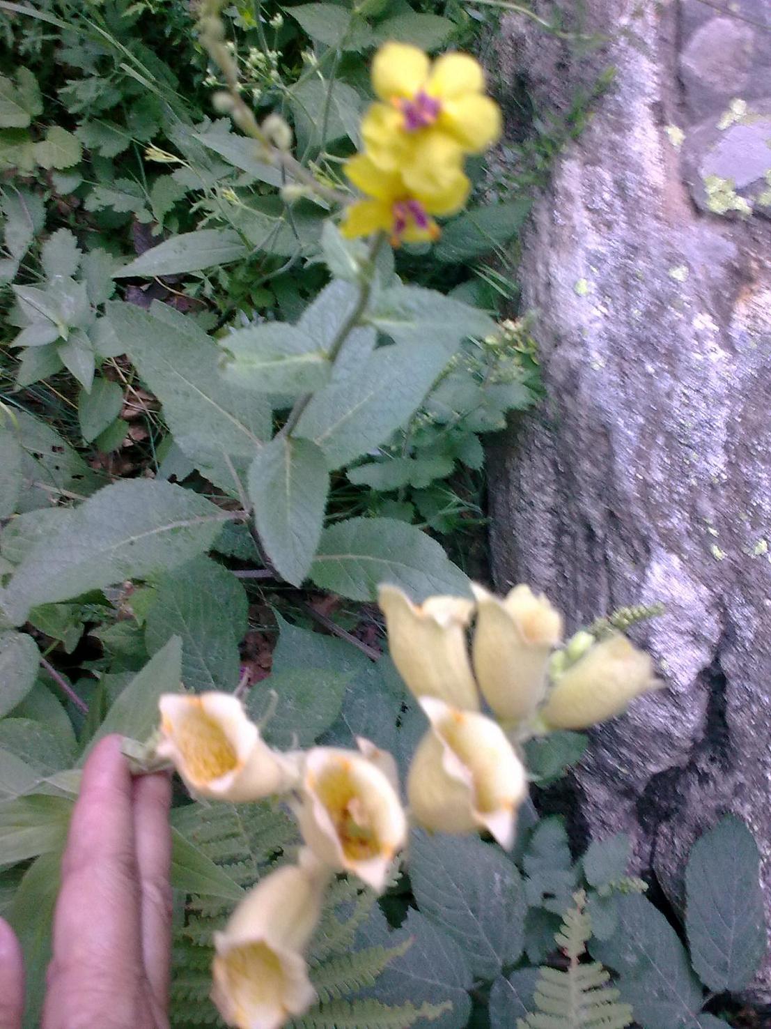 Entracque (CN) -  Verbascum cfr. blattaria e Digitalis sp.