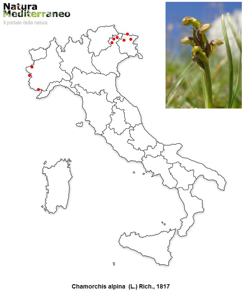 MAPPE DI DISTRIBUZIONE ORCHIDEE SPONTANEE - Prima parte