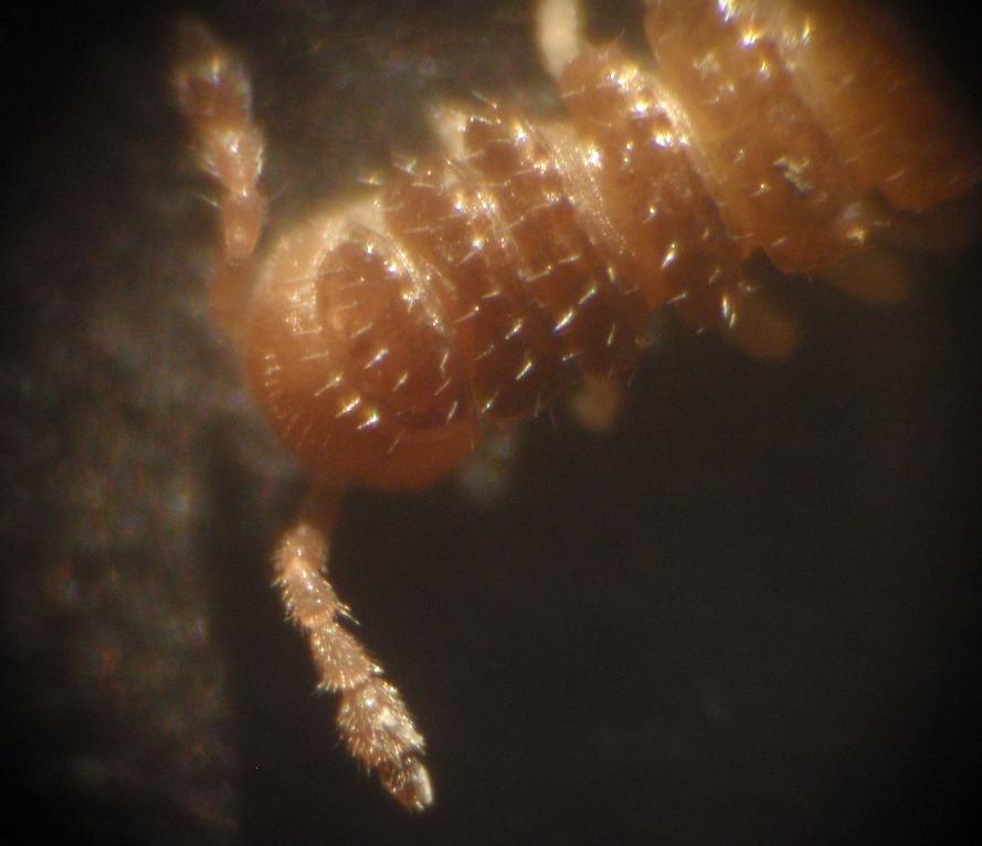 Polydesmida
