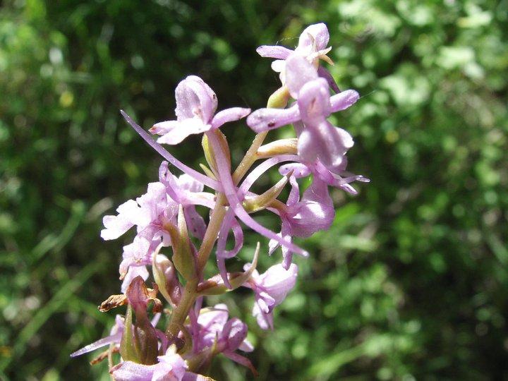 X Dactylodenia st-quintinii