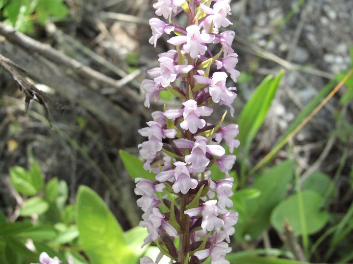 X Dactylodenia st-quintinii