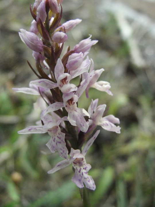 X Dactylodenia st-quintinii