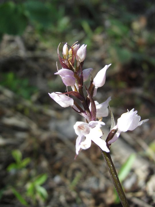 X Dactylodenia st-quintinii