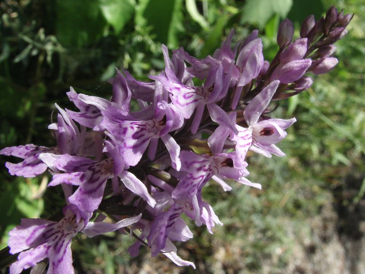 X Dactylodenia st-quintinii