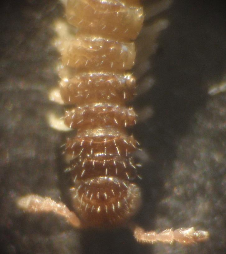 Polydesmida