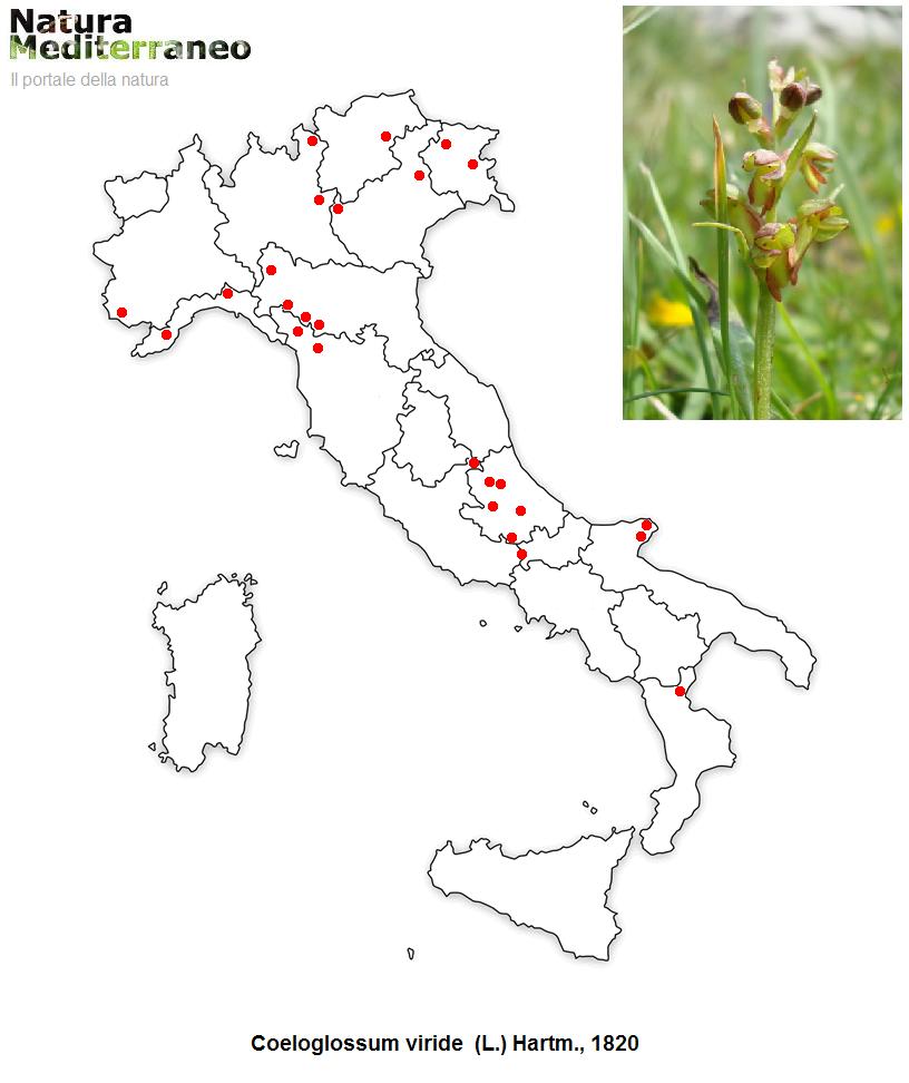 MAPPE DI DISTRIBUZIONE ORCHIDEE SPONTANEE - Prima parte