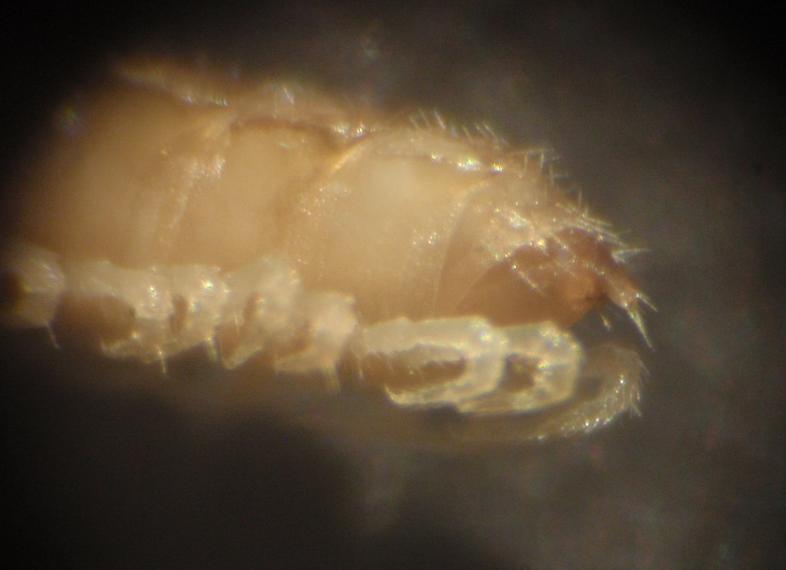 Polydesmida