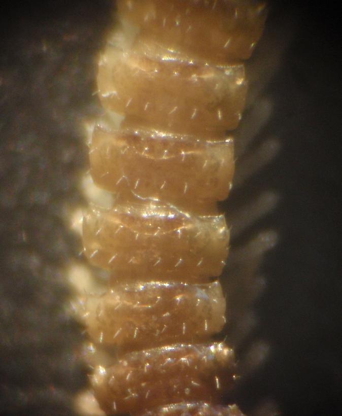 Polydesmida