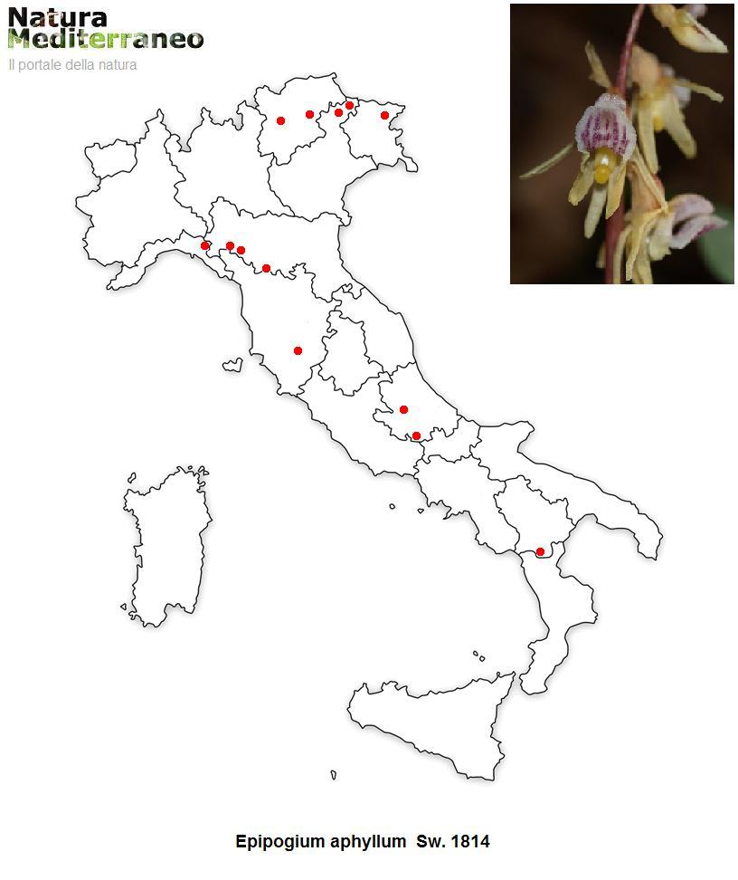 MAPPE DI DISTRIBUZIONE ORCHIDEE SPONTANEE - Prima parte