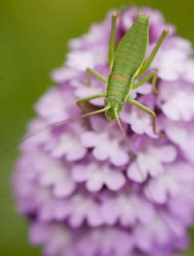 Orthoptera, Tettigoniidae?