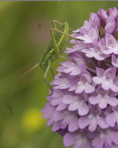 Orthoptera, Tettigoniidae?