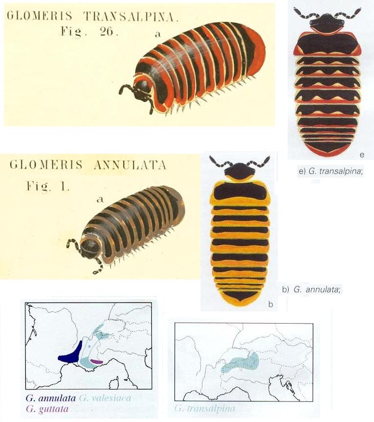 Glomeris annulata