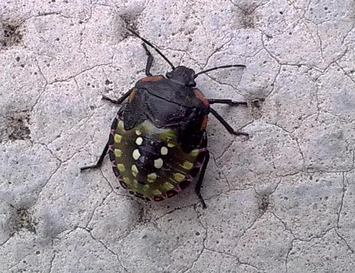 Pentatomidae: Nezara viridula del Piemonte (AT)